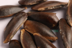 SAPOTA SWEET FRUIT Seeds | Chiku Hybrid Fruit, Sabeda, Chikoo | Natural breads | Ex Rare Seeds from Godsowncountry | Organic Farm Seeds.