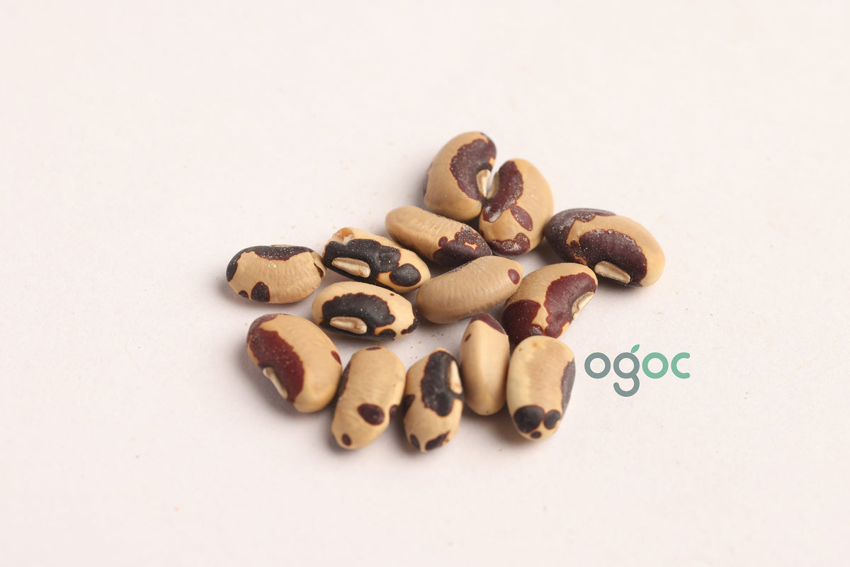 Cowpea Seeds for kitchen plantation | Seeds | Rare red Cowpea | Nadan pacha payar | Gardening Seeds.| OGOC