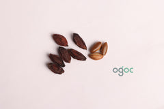 Miracle Fruit Seeds - (10 Seeds) Extra Rare Organic Variety for Home Growing