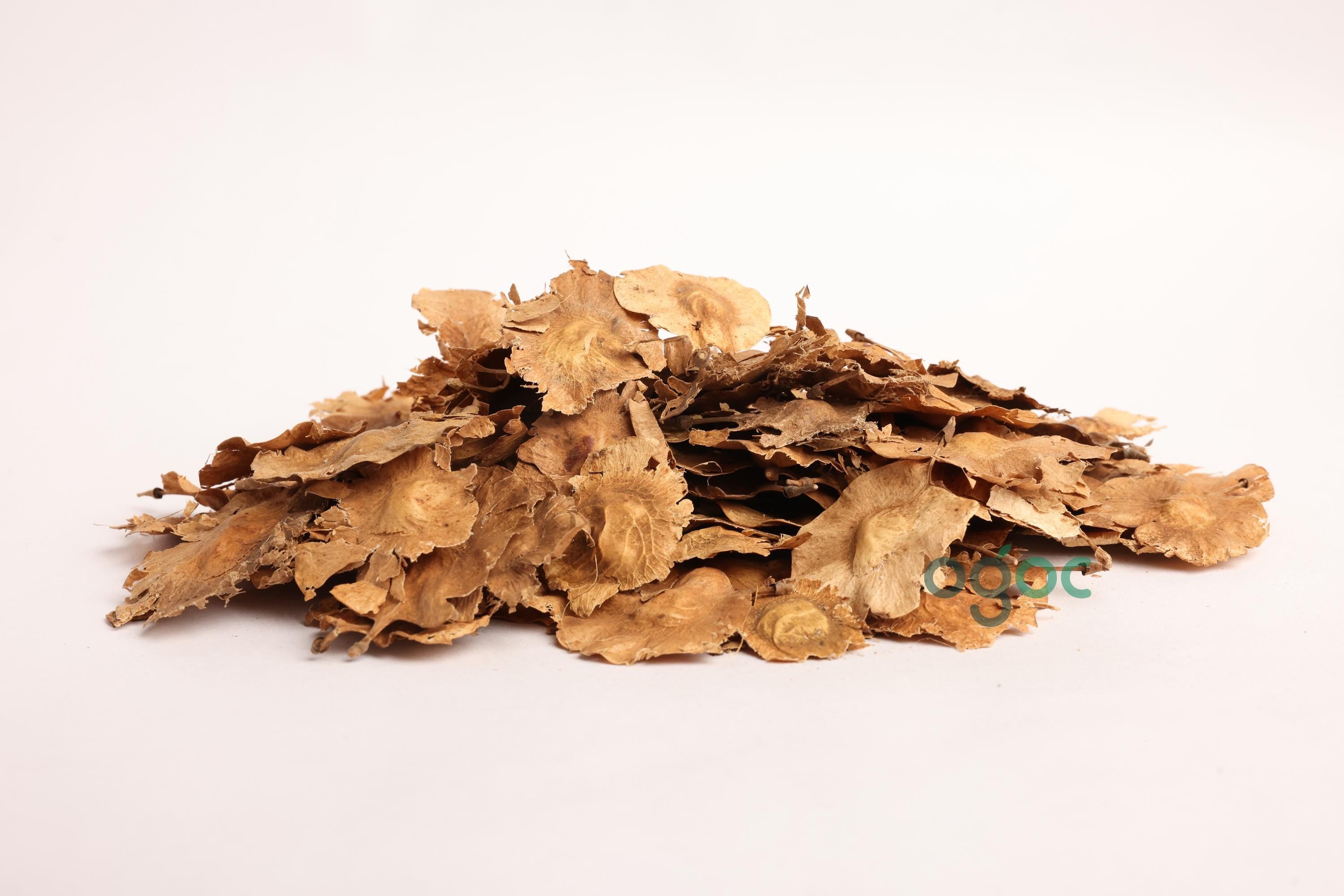 Pterocarpus Marsupium Tree Seeds - Indian Kino Seeds for Natural Remedies & Woodcraft| OGOC