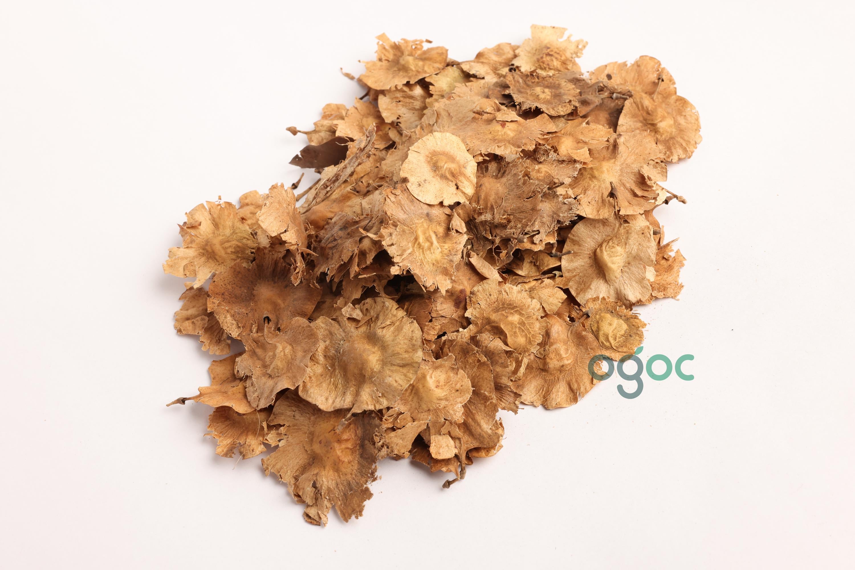 Pterocarpus Marsupium Tree Seeds - Indian Kino Seeds for Natural Remedies & Woodcraft| OGOC