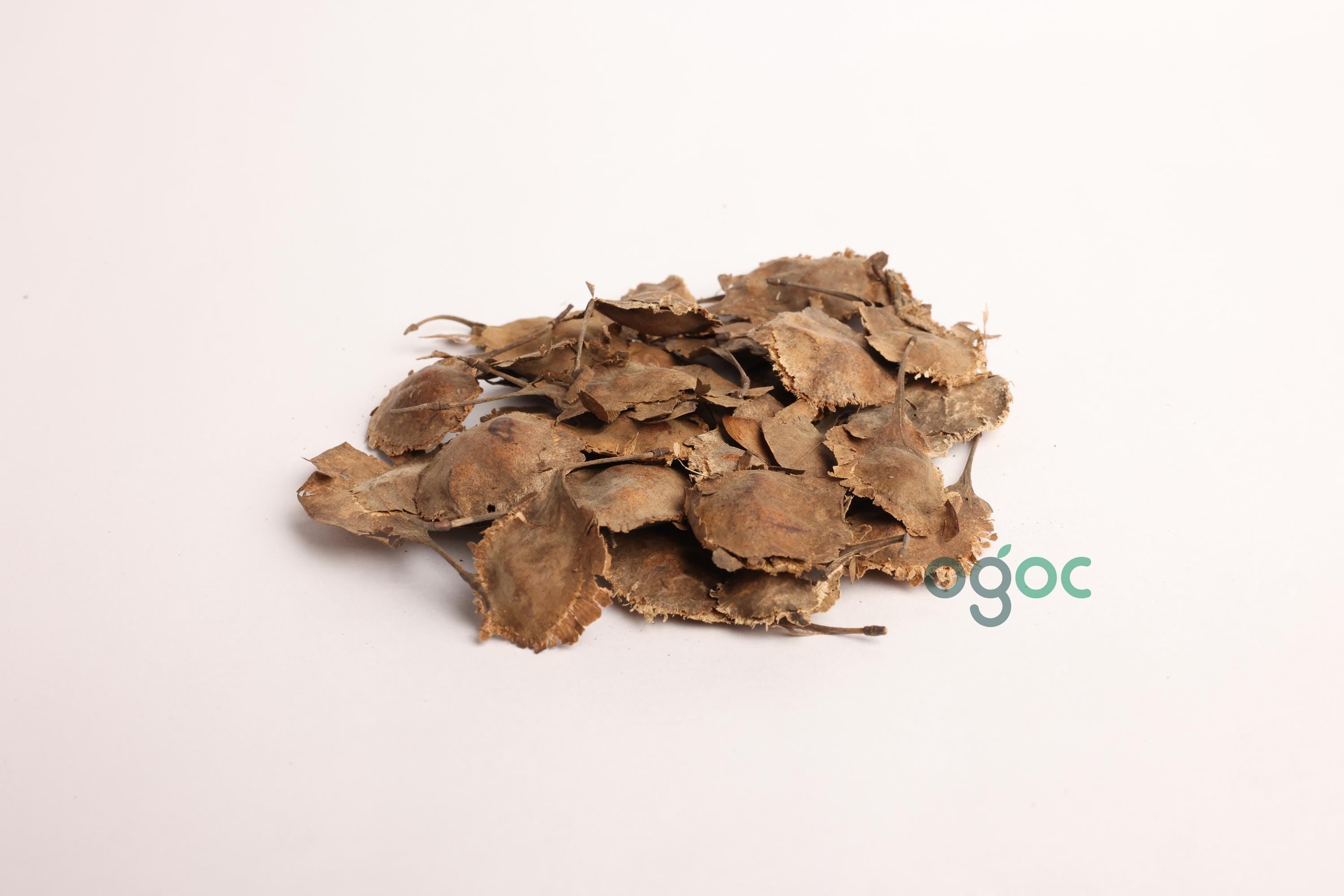 Pterocarpus Santalinus Tree Seeds - Red Sandalwood Seeds for Aromatic Gardens & Woodworking| OGOC