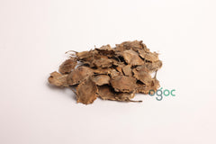 Pterocarpus Santalinus Tree Seeds - Red Sandalwood Seeds for Aromatic Gardens & Woodworking| OGOC