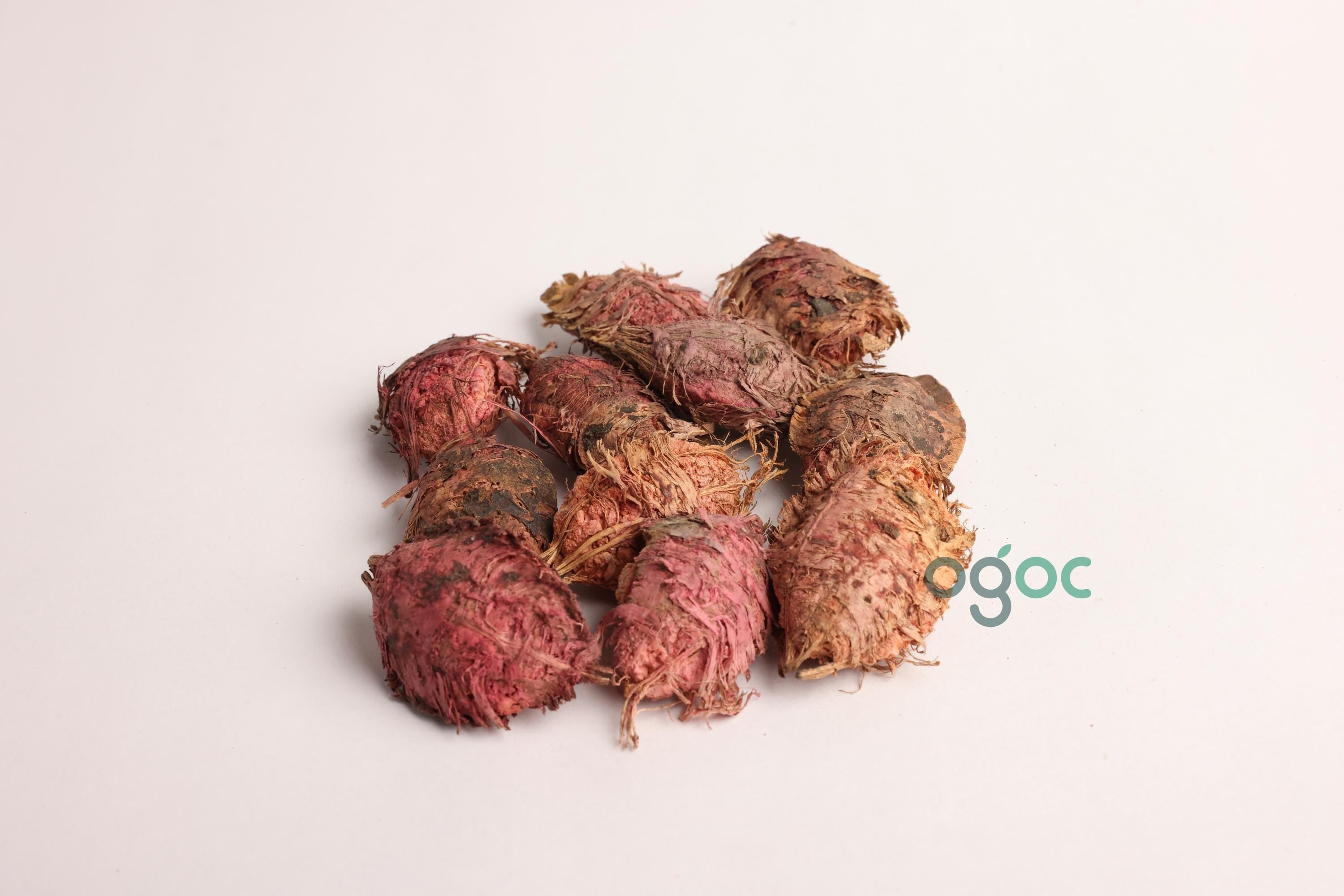 Terminalia Catappa Tree Seeds - Indian Almond Seeds for Tropical Landscapes & Biodiversity| OGOC