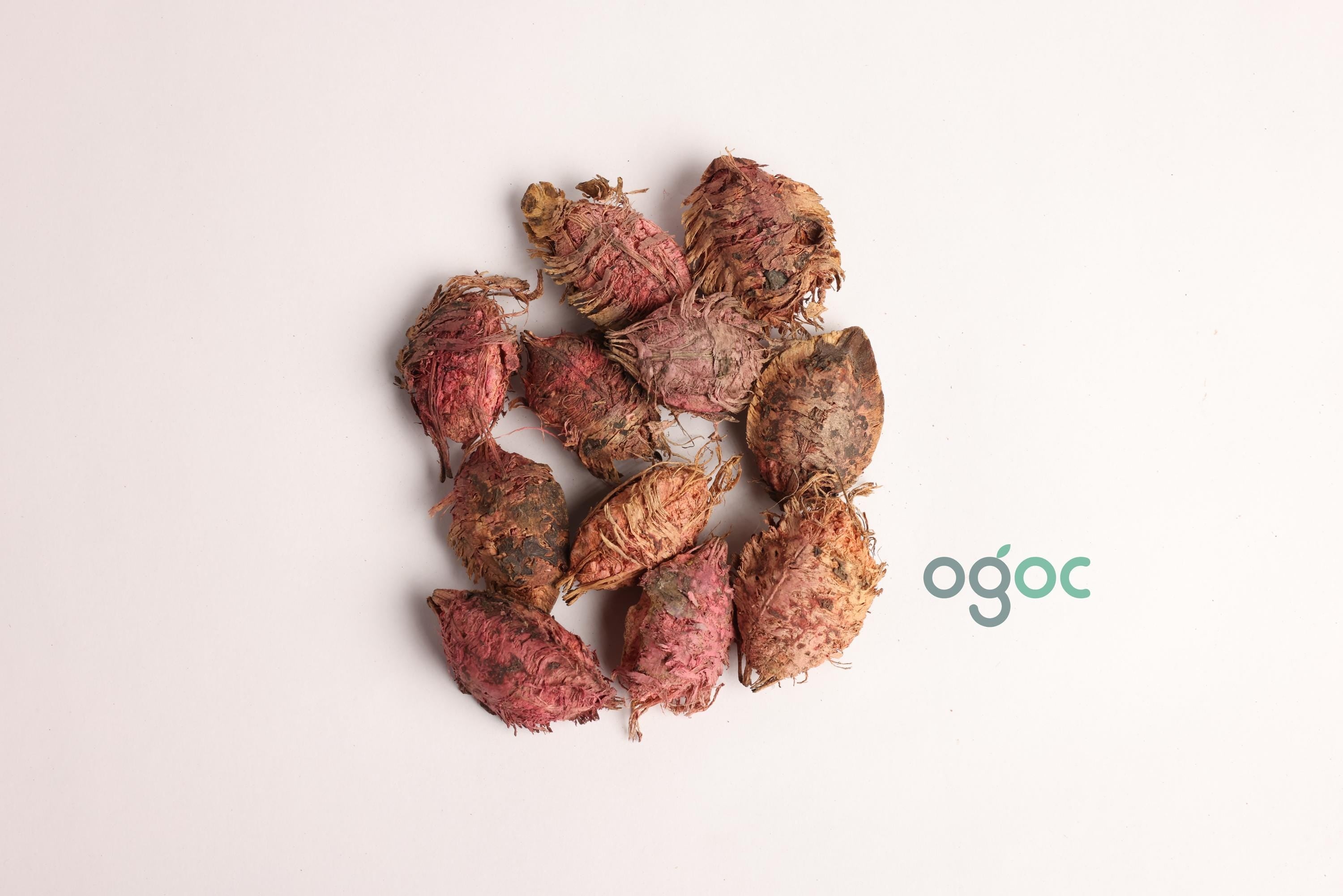 Terminalia Catappa Tree Seeds - Indian Almond Seeds for Tropical Landscapes & Biodiversity| OGOC