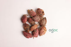 Terminalia Catappa Tree Seeds - Indian Almond Seeds for Tropical Landscapes & Biodiversity| OGOC