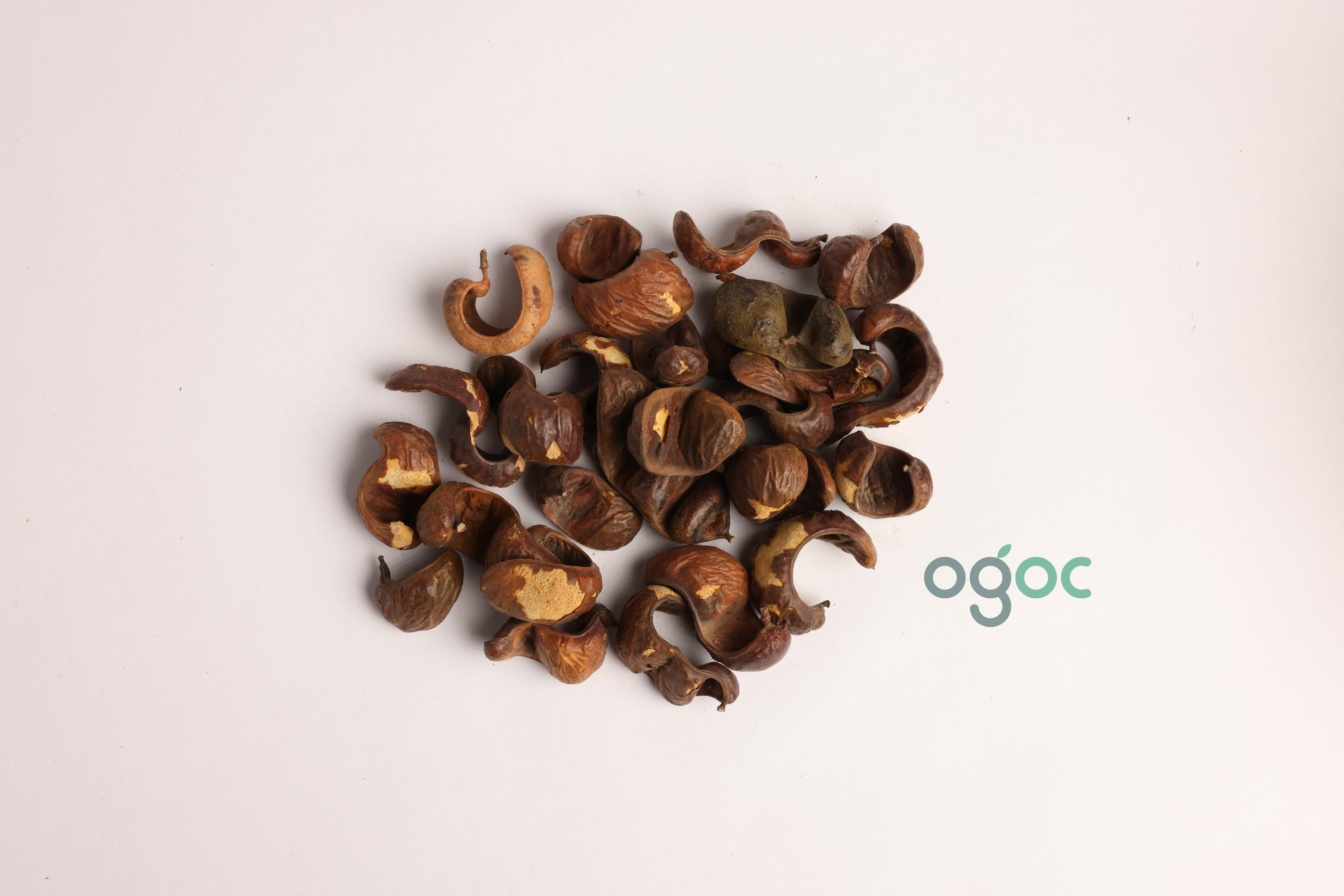 Caesalpinia Coriaria Pod Seeds - RARE Tanners Pod Tree Seeds for Gardening| OGOC