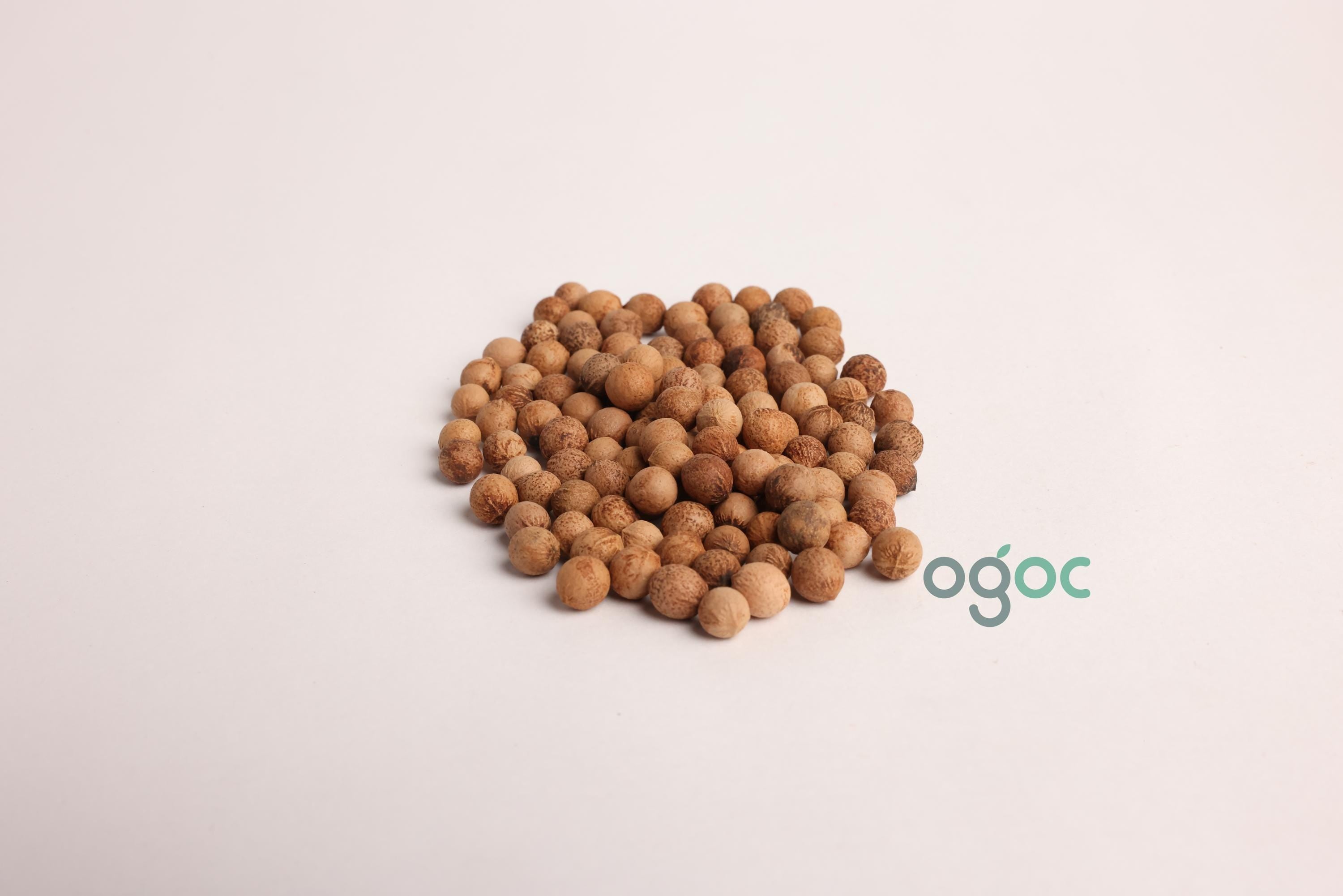 Santalum Album Tree Seeds - Sandalwood Seeds for Fragrant Gardens & Woodcraft| OGOC