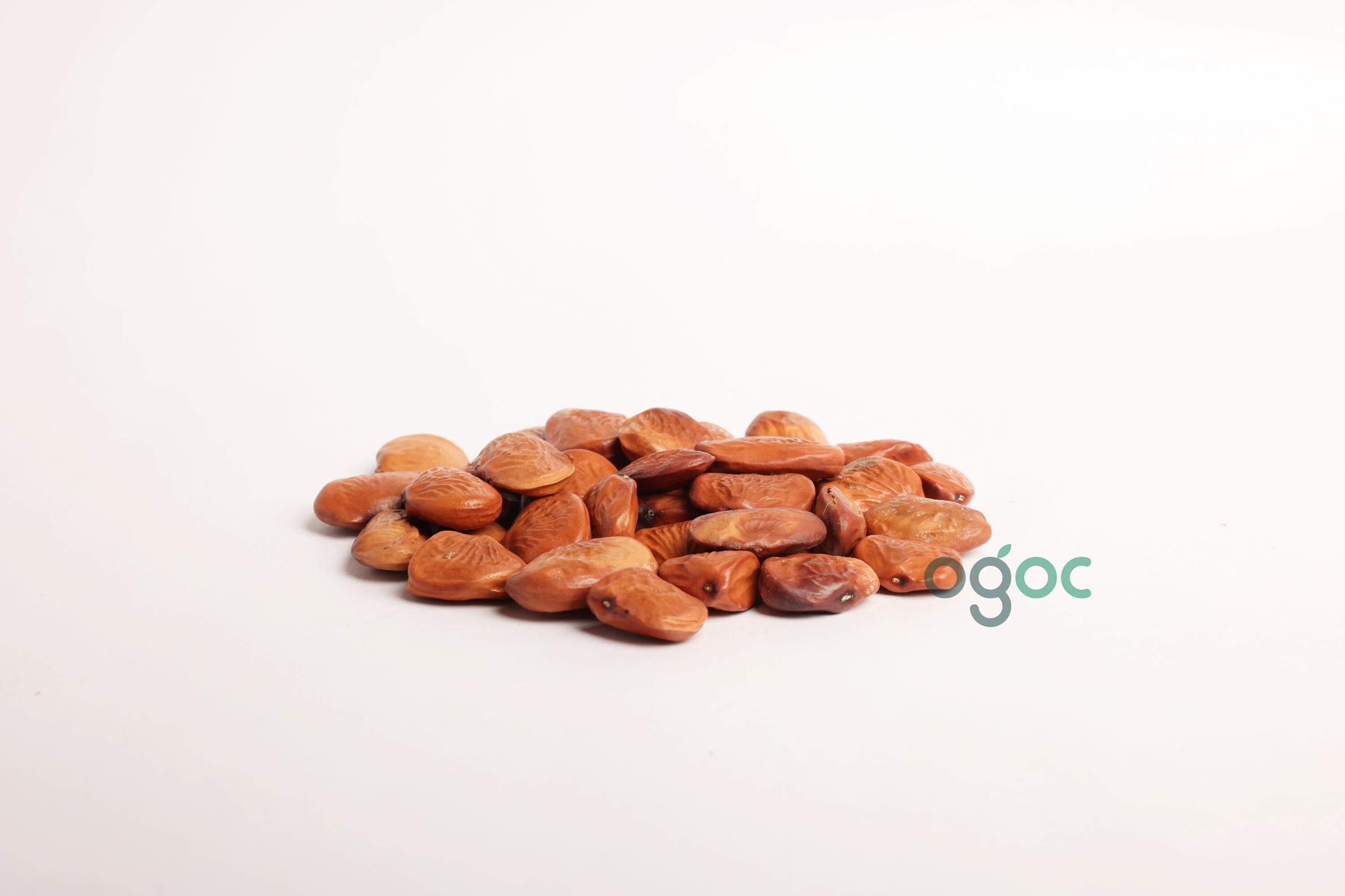 Pongamia Pinnata Tree Seeds - Indian Beech Seeds for Sustainable Landscapes & Biodiesel| OGOC