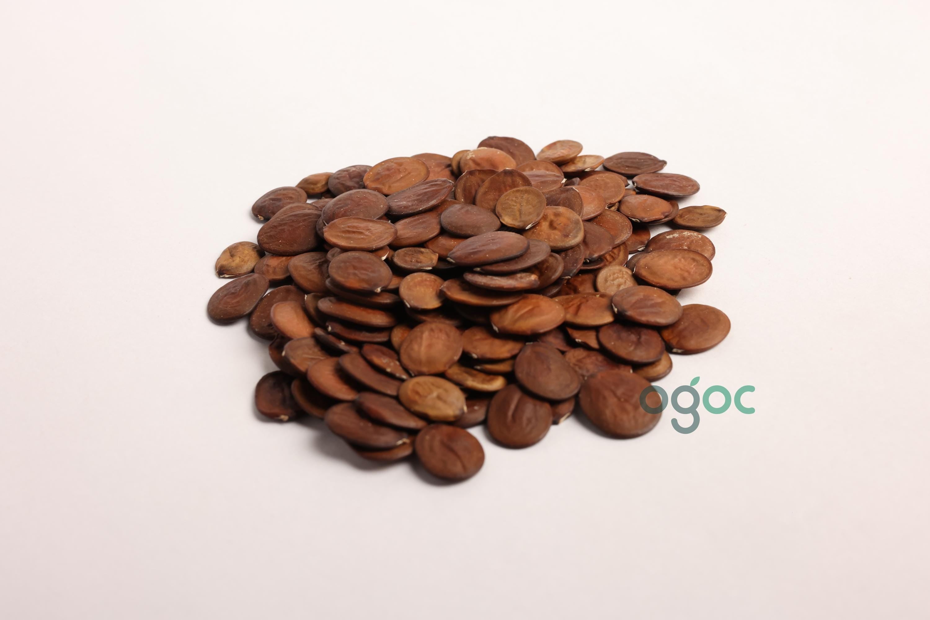 Bauhinia Purpurea Seeds - RARE Purple Orchid Tree Seeds for Gardeners & Botany Enthusiasts| OGOC