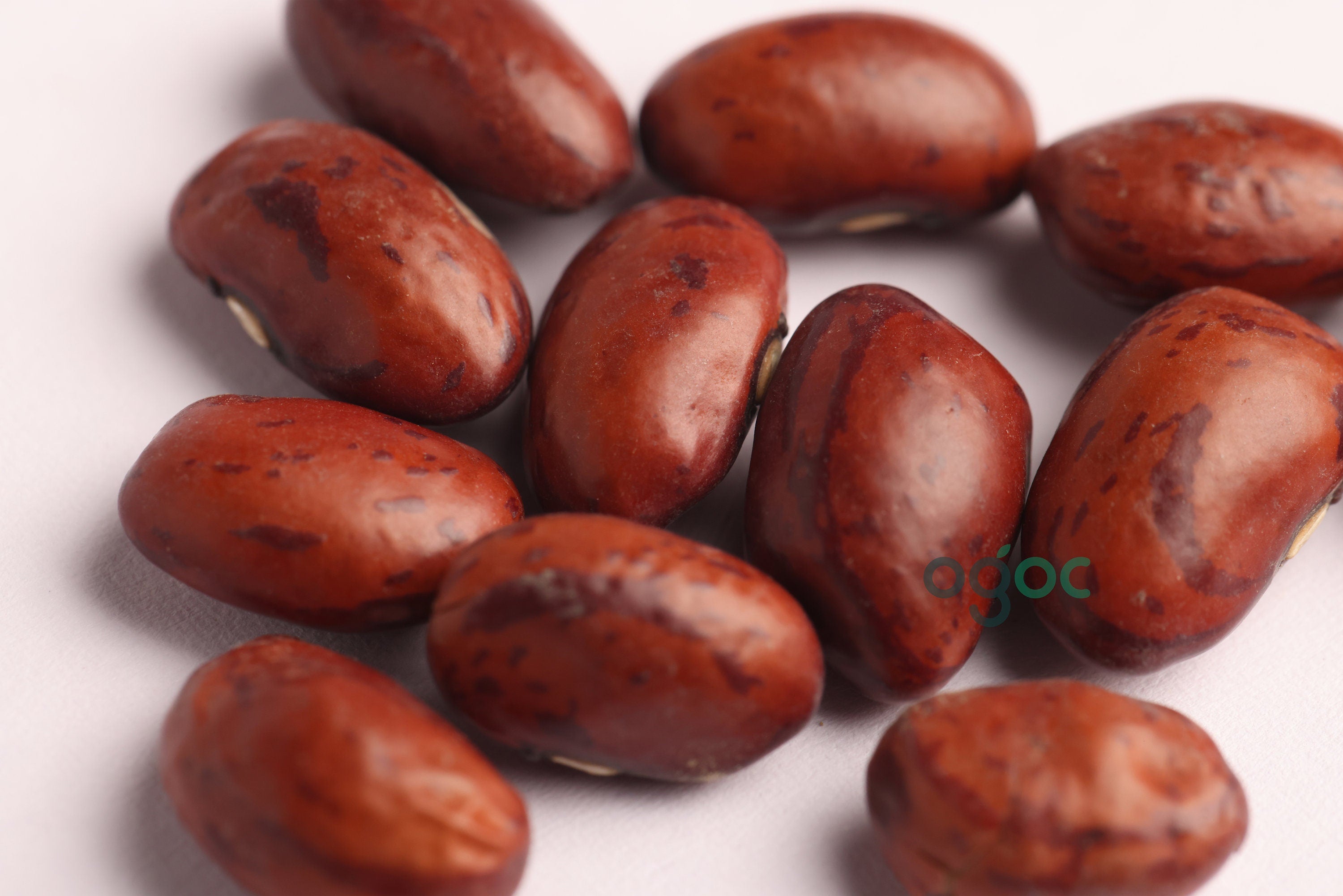 Dragon tongue beans seeds - Phaseolus vulgaris, Dutch heirloom bean,  vegetable seeds, kitchen plantation| OGOC