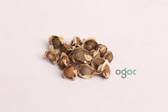 ORGANIC Fresh EX rare Drumstick seeds provided by Moringa Seeds healthy seeds (Drumstick Seeds) for kitchen plantation| OGOC