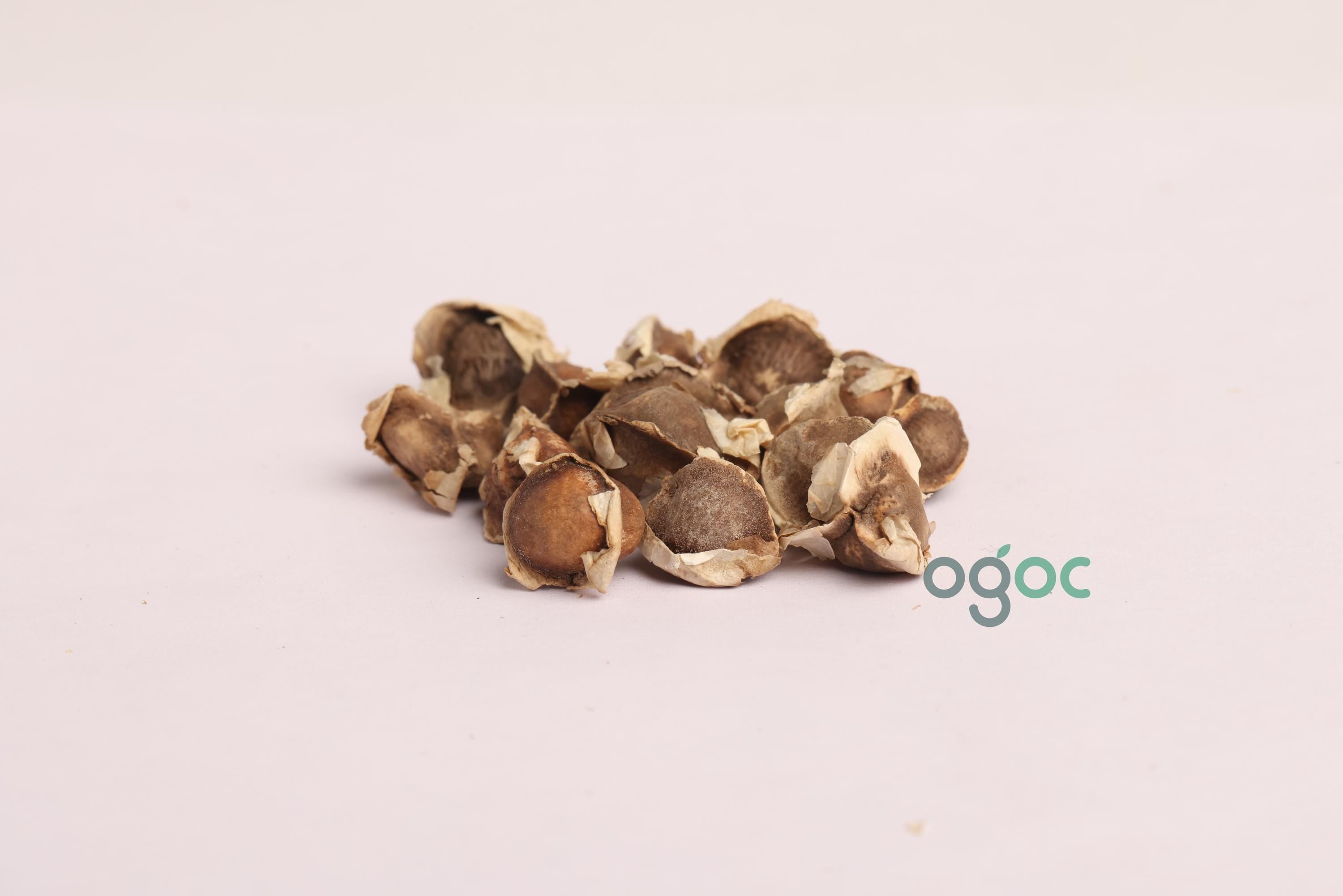 ORGANIC Fresh EX rare Drumstick seeds provided by Moringa Seeds healthy seeds (Drumstick Seeds) for kitchen plantation| OGOC