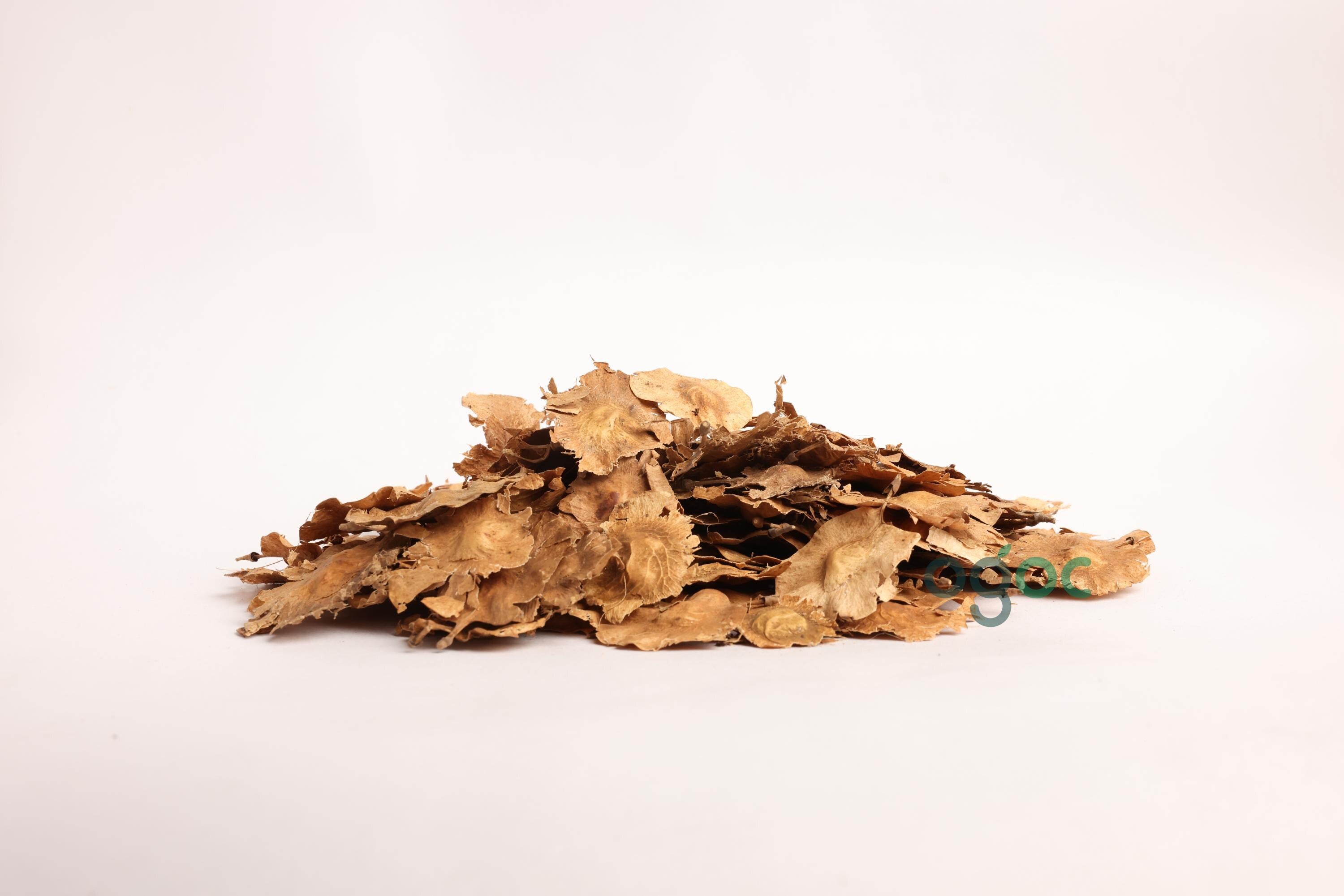Pterocarpus Marsupium Tree Seeds - Indian Kino Seeds for Natural Remedies & Woodcraft| OGOC