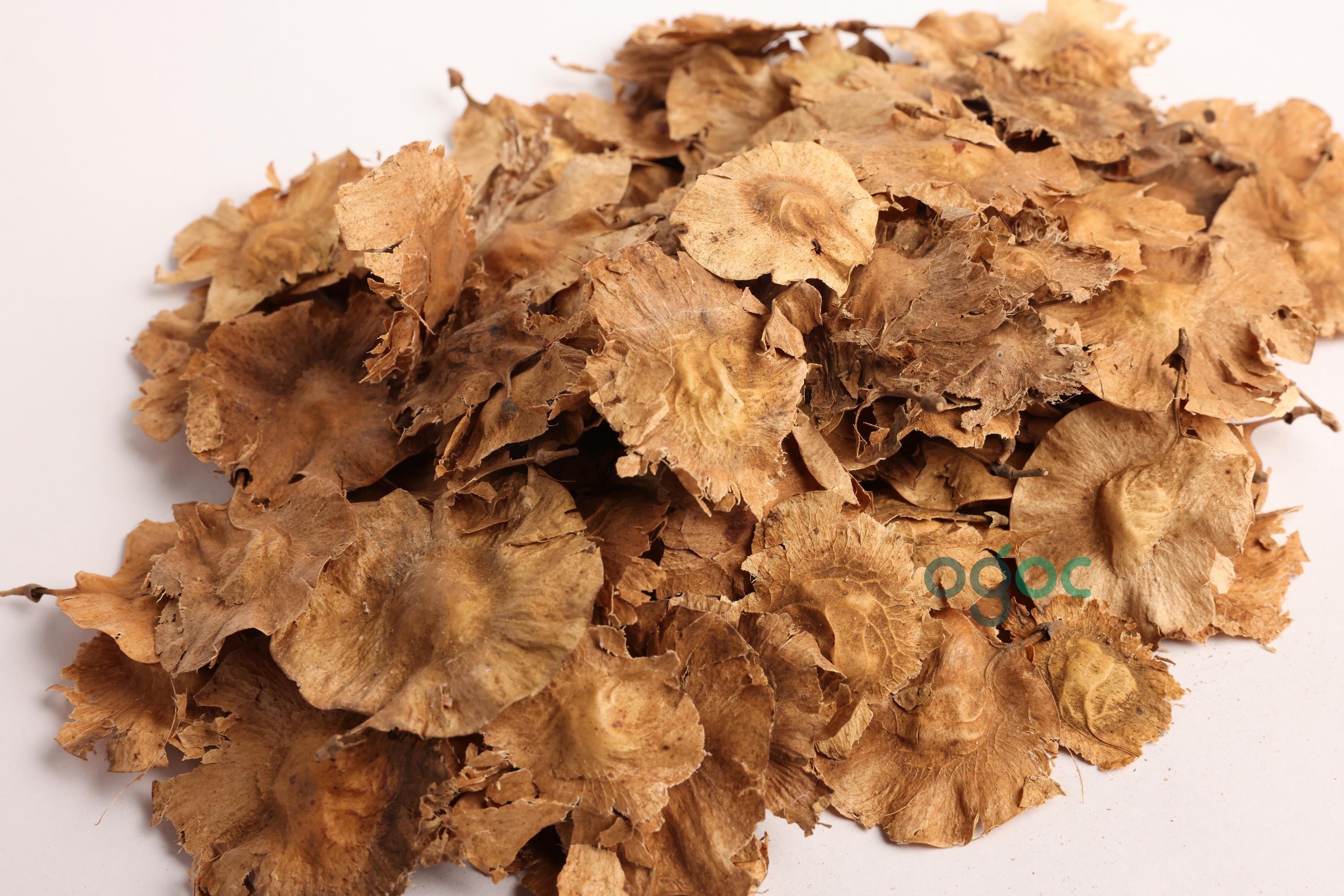 Pterocarpus Marsupium Tree Seeds - Indian Kino Seeds for Natural Remedies & Woodcraft| OGOC