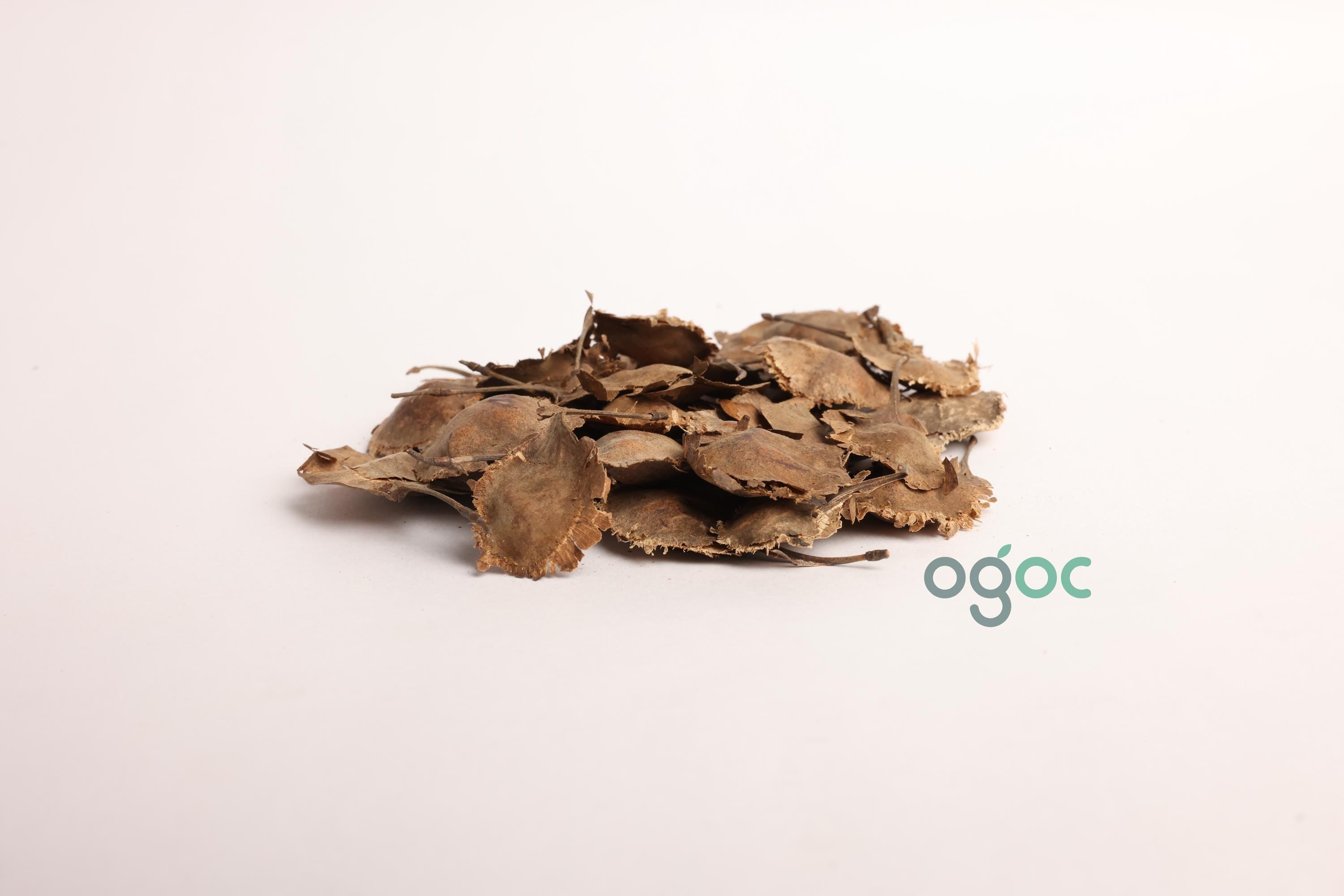 Pterocarpus Santalinus Tree Seeds - Red Sandalwood Seeds for Aromatic Gardens & Woodworking| OGOC