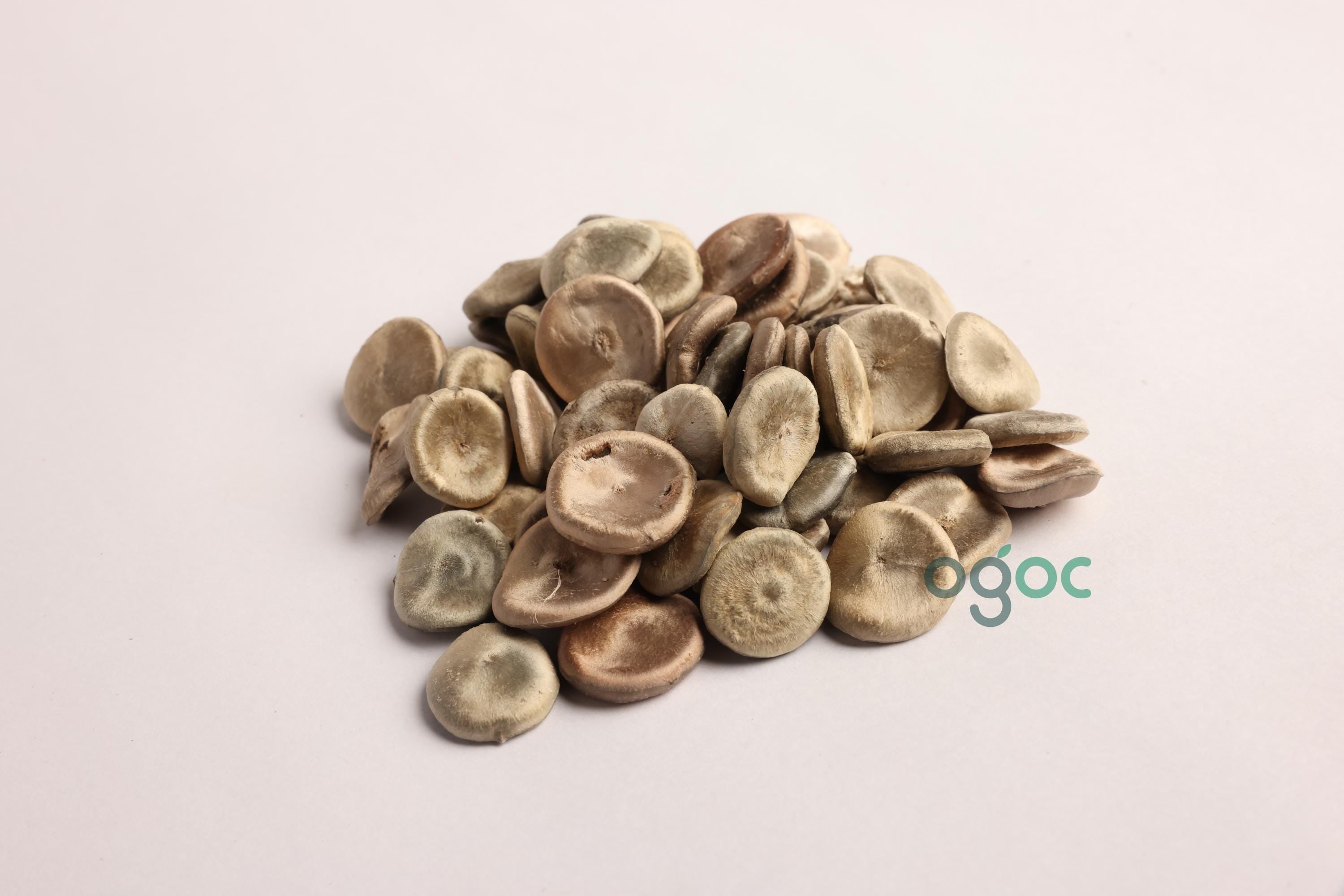 Strychnos Nux-Vomica Tree Seeds - Poison Nut Seeds for Botanical Collections & Herbal Medicine| OGOC