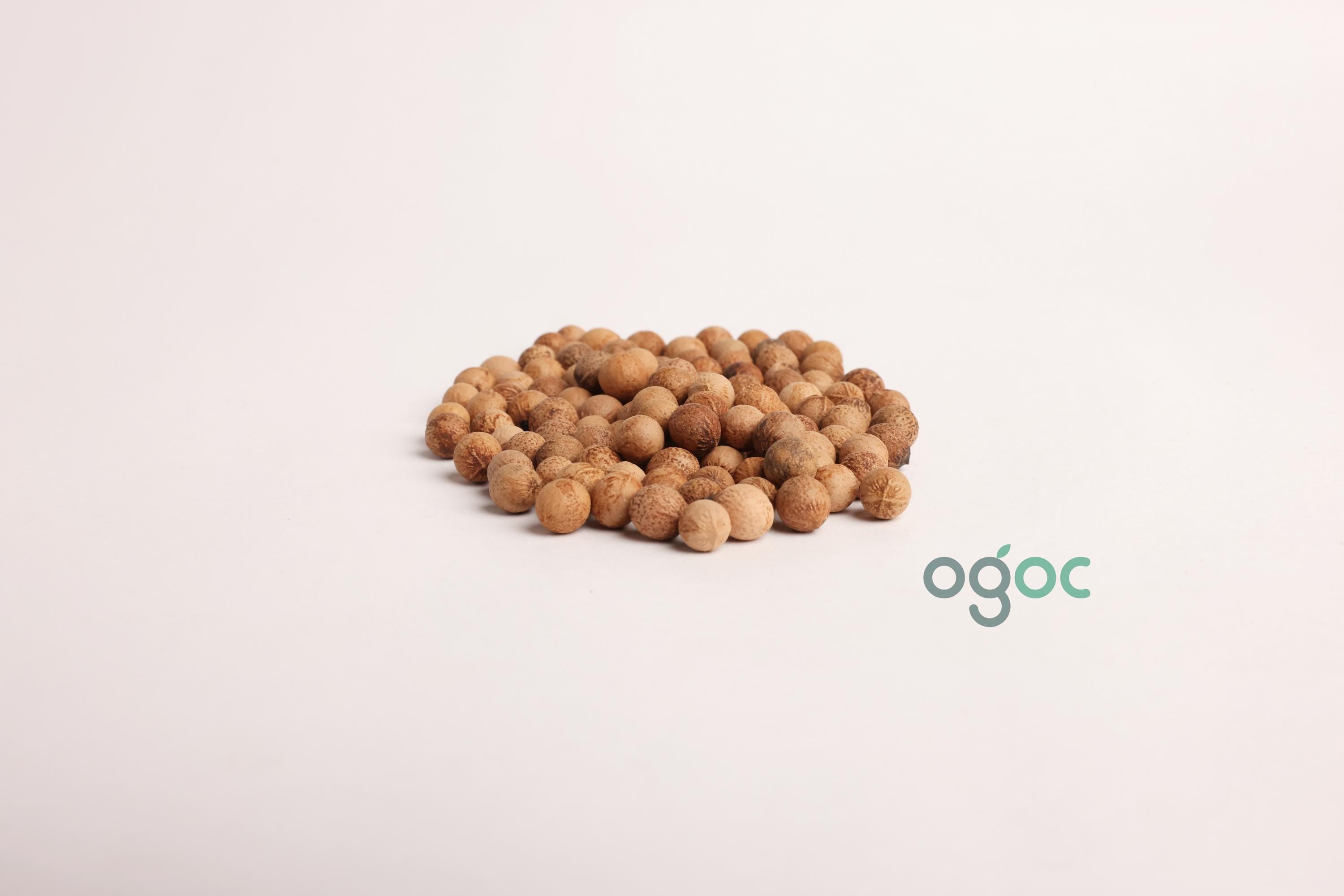 Santalum Album Tree Seeds - Sandalwood Seeds for Fragrant Gardens & Woodcraft| OGOC