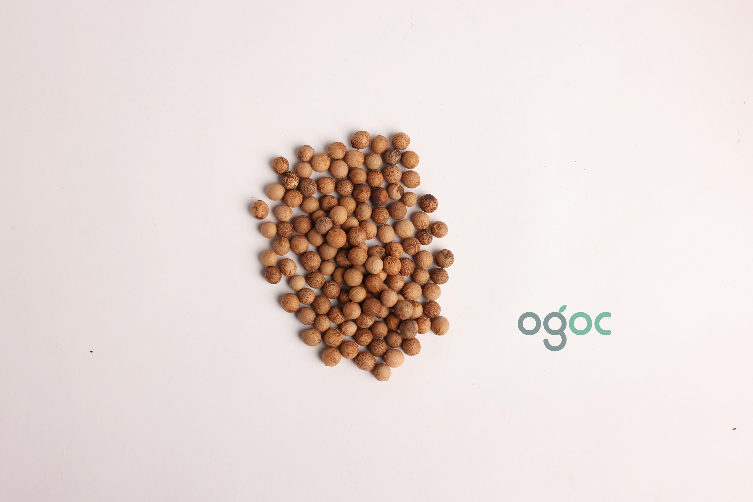 Santalum Album Tree Seeds - Sandalwood Seeds for Fragrant Gardens & Woodcraft| OGOC