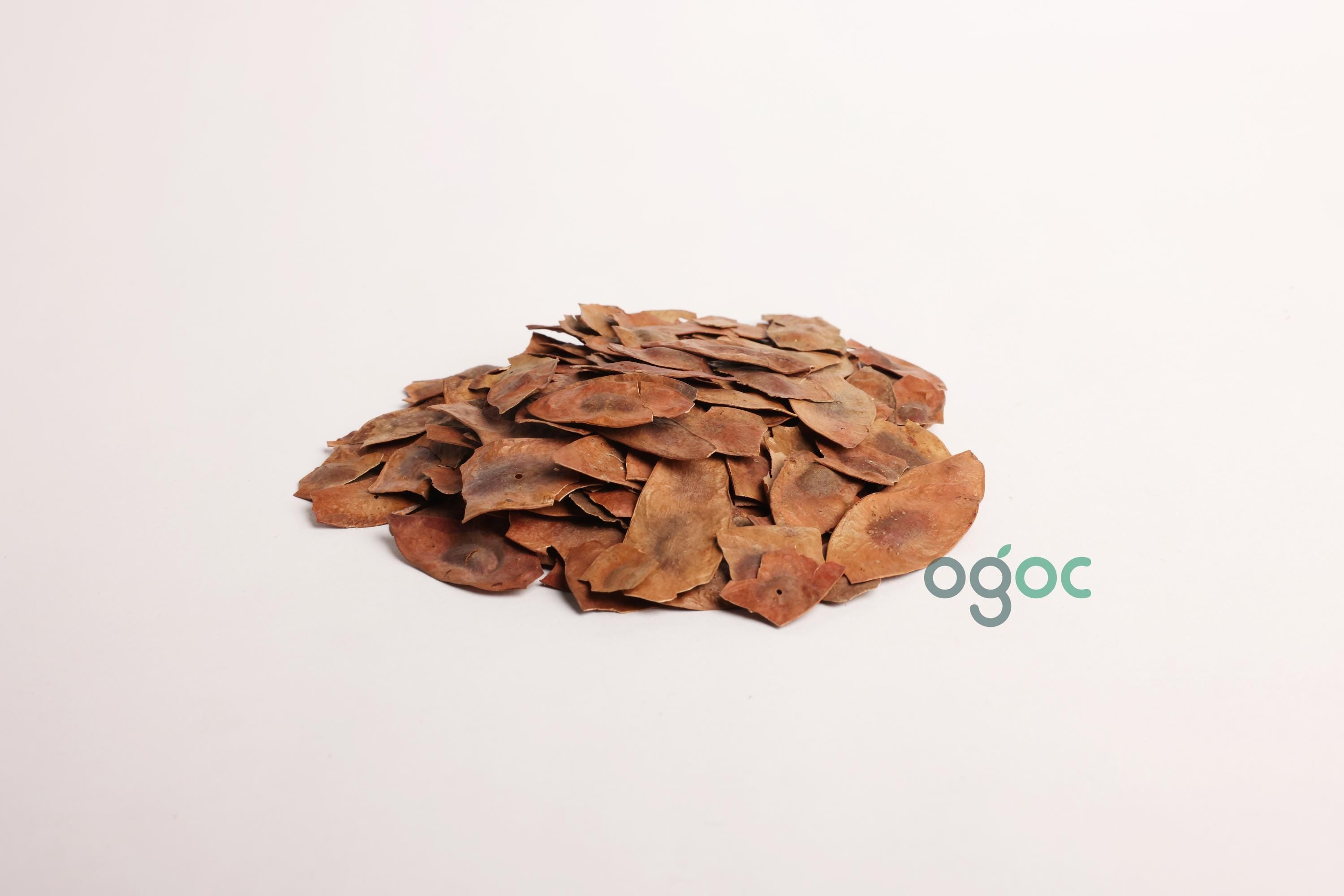 Dalbergia Latifolia Pod Seeds - RARE Indian Rosewood Tree Seeds for Crafting,Planting & Woodworking| OGOC