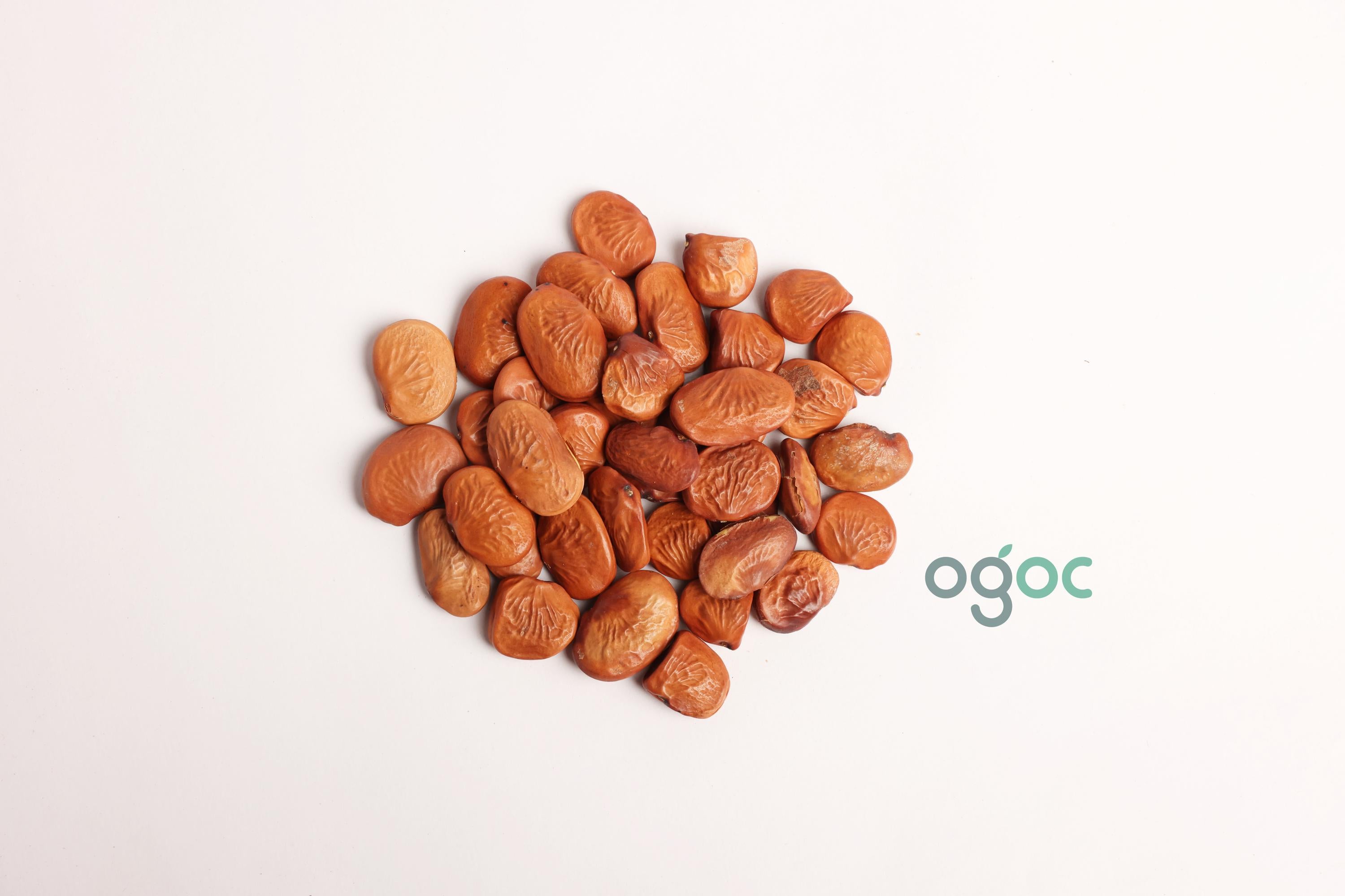 Pongamia Pinnata Tree Seeds - Indian Beech Seeds for Sustainable Landscapes & Biodiesel| OGOC