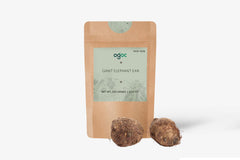 Unique Giant Elephant Ear Colocasia Esculenta - Single Taro Plant Bulb with Rhizome for Indoor and Outdoor Tropical Growth| OGOC