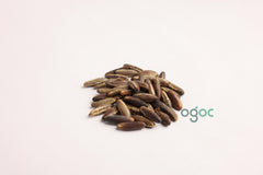 Enterolobium Cyclocarpum Tree Seeds - RARE Elephant Ear Seeds for Tropical Gardens & Landscapes | OGOC