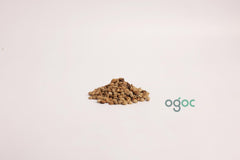 Mimusops Elengi Tree Seeds - Bakul Seeds for Fragrant Gardens & Traditional Medicine | OGOC