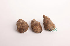 Unique Giant Elephant Ear Colocasia Esculenta - Single Taro Plant Bulb with Rhizome for Indoor and Outdoor Tropical Growth | OGOC