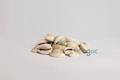 Cowrie Shell Kavidi Natural Sacred Shell for Spiritual Rituals & Cultural Decoration | OGOC