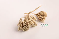 Rose of Jericho (Selaginella lepidophylla) Mariyam Flower Resurrection Plant Sanjeevani Booti Desert Rose Natural Dried Plant Spiritual Herb Premium Quality Home Decor Ritual Use Meditation Wellness | OGOC