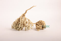Rose of Jericho (Selaginella lepidophylla) Mariyam Flower Resurrection Plant Sanjeevani Booti Desert Rose Natural Dried Plant Spiritual Herb Premium Quality Home Decor Ritual Use Meditation Wellness | OGOC