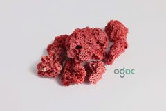 Red Pipe Organ Coral Natural Specimen Tubipora Coral Lal Coral Marine Coral Natural Specimen Decorative Piece Aquarium Display Collectible Premium Quality Marine Artifact Home Decor Study Display | OGOC